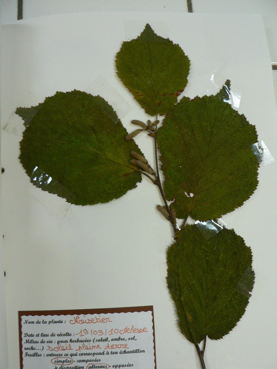 herbier4