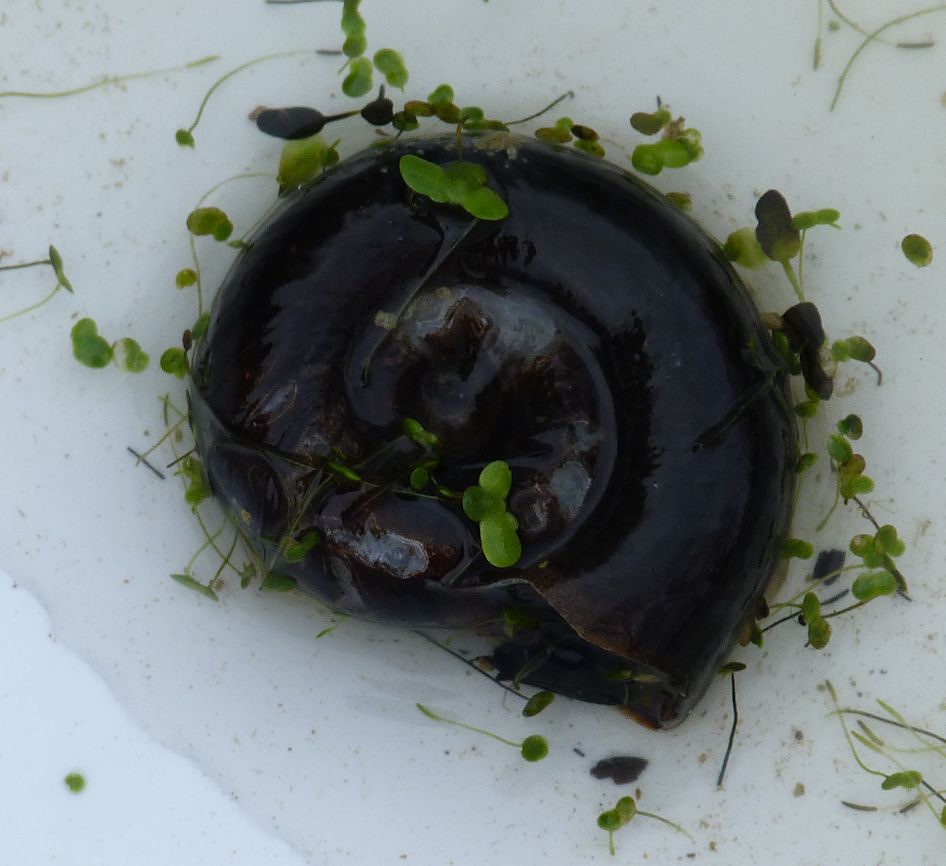 gasteropode