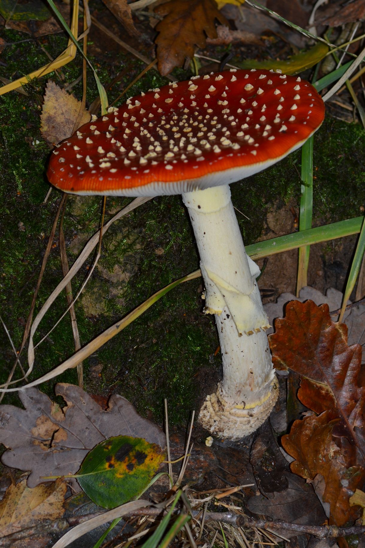 amanite