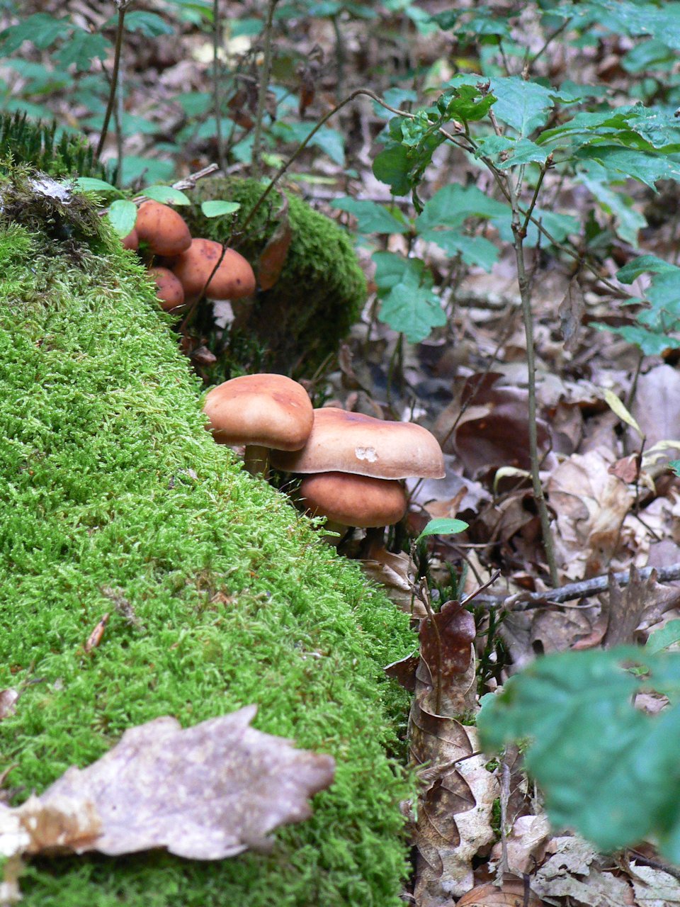 champignon