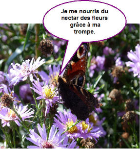 paon-du-jour